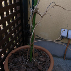 SPROUT