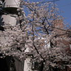 SPRING HAS COME