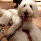 I LOVE DOGS!