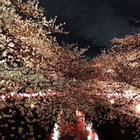 夜桜