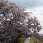Cherry Blossom
