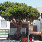 SF