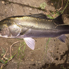 井原水産